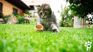 The place you trust, for the pets you love! Petsense is every pet parent's go-to place for pet food, treats, toys, supplies and more that are great both for your budget and your pet. | Petsense by Tractor Supply