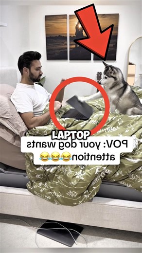 Dog Keeps Closing Owner’s Laptop to Get Attention – Work From Home Fail 😂🐾 #shorts #shortsfeed