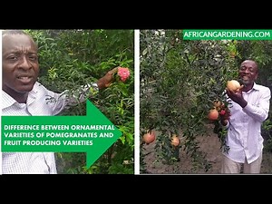 Difference between ornamental and fruit Producing Varieties of Pomegranates