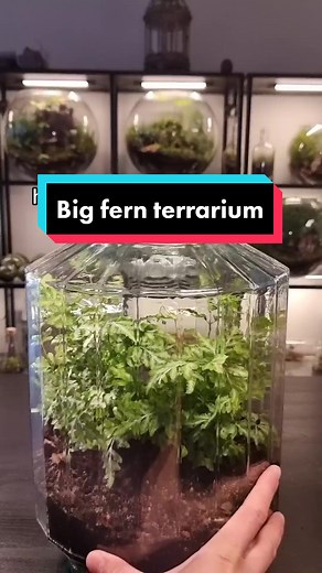 Creating a Stunning Fern Terrarium: Step-by-Step Guide