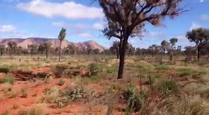 4.7K views · 381 reactions | Desert Oaks and the Petermann Ranges, not far from Lasseter's Cave, Tjukururu Road/Great Central Road, NT | Travel Outback Australia | Facebook