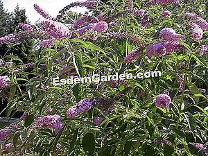 Buddleia - Buddleja - Arborele Fluture 🌿 Totul Despre Grădinărit Și Design De Gradina - 2025