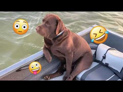 These Funny Dogs Will Make Your Day Better 🤣🐶 FUNNIEST DOGS video 2026 #3