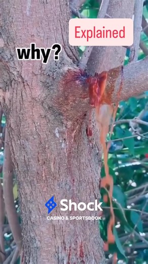 Engineering | Science | Technology on Instagram: "This tree is called the Bloodwood tree—and it really lives up to the name. When the bark is cut, it releases a deep red liquid that looks just like blood. But it’s not actually blood—it’s a type of sap, often called kino. The tree produces this red fluid as a defense mechanism. When it’s wounded, the sap oozes out to seal the cut, protect against insects, and prevent infections—kind of like how a scab works for us. Bloodwood trees grow in regions