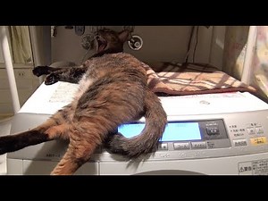 洗濯機が気に入った猫のルル Lulu the cat washing machine liked
