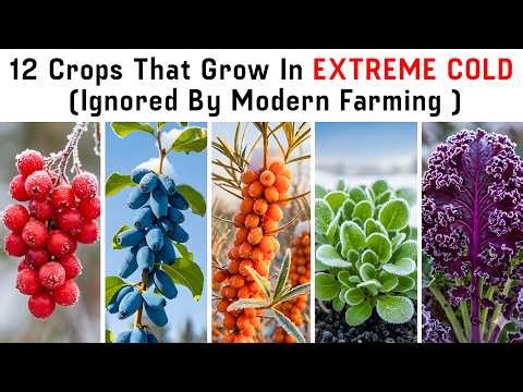 12 Crops That Grow In Extreme Cold (Why Modern Farming Ignores Them)