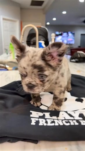 That’s Fluffed UP!!!! | Nurf-Fan