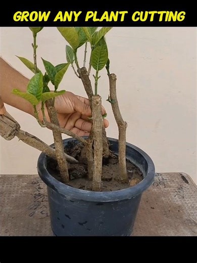 100% Success Trick to Grow Plant Cuttings | Gardening Tips