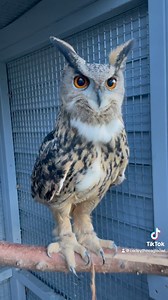 5.6M views · 10K reactions | Ohhh nooooooo attack of thr tickle monster #ticklemonster #ticklish #hellobeautiful #imsexyandiknowit#eartufts#animalears#eeo #codey #codeytheeagleowl#eagleowl#フクロウ#eagleowls#owls #iloveowls#owllover#owlstagram_feature #owlstagram#owlyouneedislove #owlstuff#owllove#owlobsession#owlart#owleyes#owlsome#owladdict #owlobsession #owlobsessed#justagirlwithherowl#falconry | Codeytheeagleowl | Facebook