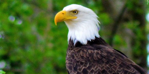 Klobuchar, Smith introduce legislation to designate the bald eagle as the National Bird