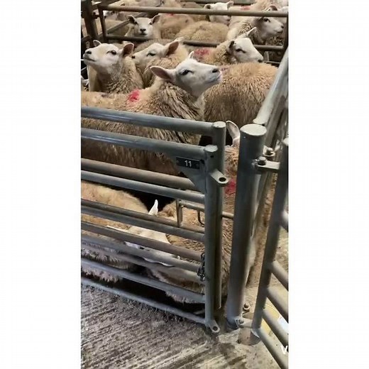 *This week's market report from Market Drayton* 1,517 Cattle and 2,029 Sheep sold this week!! ‼️SUMMARY & HEADLINES‼️ 226 Barren Cows to 197/kg 196 Tb Restricted Cattle to £1,270 254 Fat Cattle and Young Bulls to 286p/kg or £1,723 37 Dairy Cattle to £2,300 248 Store Cattle to £1,385 556 Calves to £385 1,847 Prime Hoggetts to 367p/kg or £159 182 Butchers Ewes to £129 ☎️All enquiries to any member of the team Bernie, Mark, Ben or Jonty Click below for the Market Report - https://www.barbers-auctio