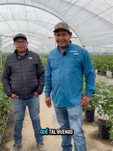 Manejo de variedades de frambuesa: retos, plagas y decisiones