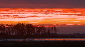 Silhouetted Trees at Sunset 02 | Free Stock Video Footage