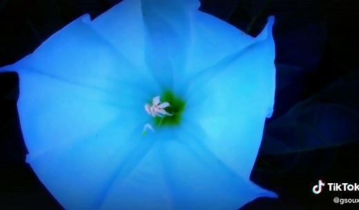 Moonflowers: A Nighttime Blooming Beauty