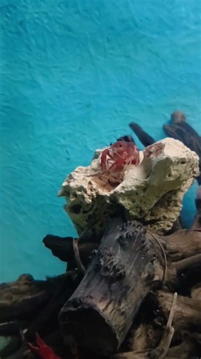 Crayfish Short Video 📸