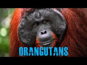 Amazing Facts about Orangutans