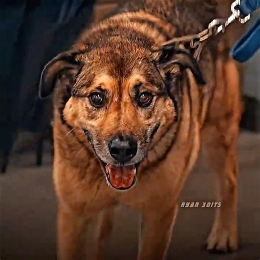 This Diabetic Alert Dog Proved Its Training After Being Confiscated#edit #shortvideo
