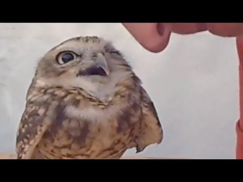 Happy Baby Owl Smiling and got Kisses 🦉