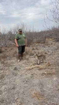 How to trap bobcats