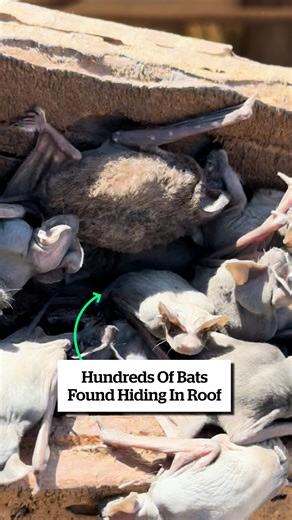 Hundreds of bats found hiding in roof 🦇 | VT