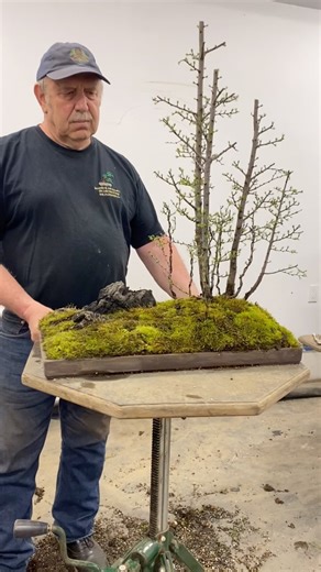 193K views · 1.9K reactions | 2 year transformation for this larch forest | David Easterbrook Bonsai | Facebook