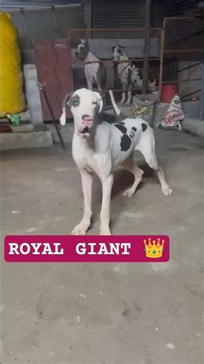 Royal Giant In Making 👑🔥 | Great Dane Puppy