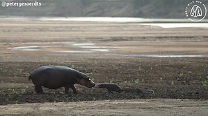 329K views · 1.2K reactions | An ambitious leopard bit off more than it could chew when trying to attack a newborn hippo, leaving its massive mum to fight back. If you like this video, hit the like button and check our YouTube channel for more - https://youtube.com/@WorldWildWeb22 Peter Geraerdts | Wild Sightings | Facebook