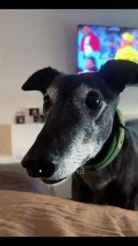 When a greyhound runs at lightning speed but trips over absolutely nothing