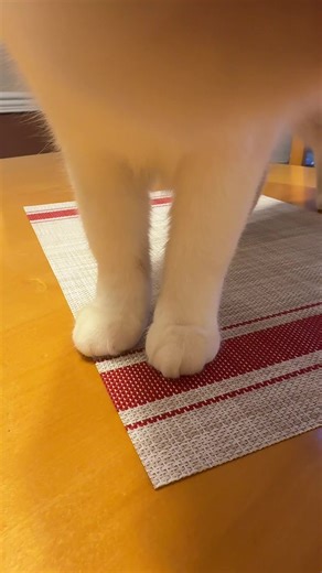 she looks like she wearing socks | Sock