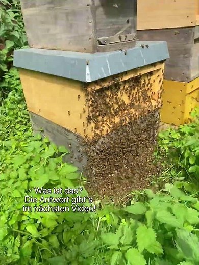 🐝 Heute habe ich am Bienenstock etwas#bienen #imkerei #honig #beekeeping #imker #bienenvolk #natur