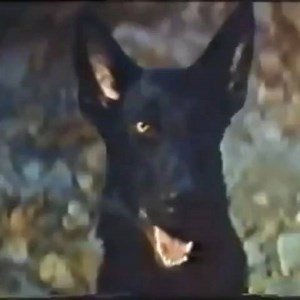 34K views · 330 reactions | La mejor transformación en Hombre Lobo de la historia del cine 藍藍 | Sushilote MX | Facebook