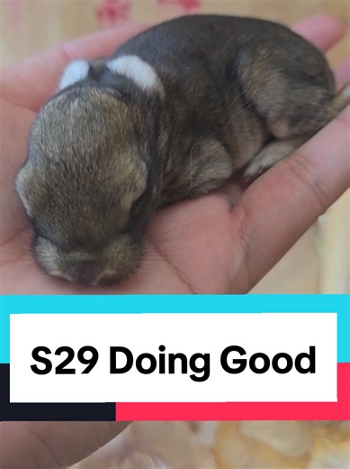 S29 is doing excellent in Zelda's nest. S210 is no longer with us. The rest of Stella's kits are well fed and doing great! #meatrabbits #raisingrabbits #homestead #livestock