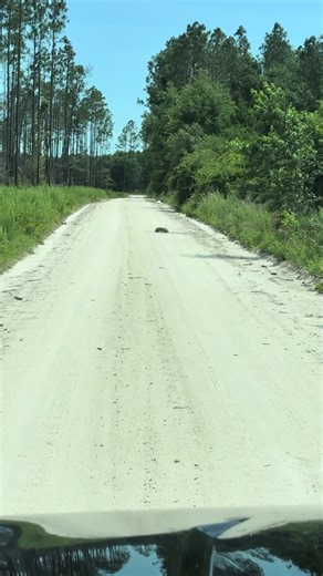Uncovering the Turtles' Secret Life in Florida