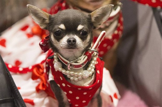 Daran erkennst du, dass dein Hund sich langweilt!