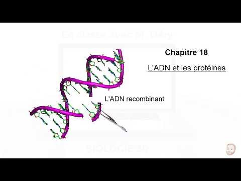 Recombinant DNA (restriction endonucleases)