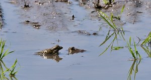 Singing Frog Dark-spotted Frog Black-spotted Pond Stock Footage Video (100% Royalty-free) 1089950789 | Shutterstock