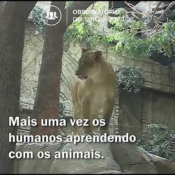 Você sabia? Leoa impede ataque de leão contra tratador em Zoo americano