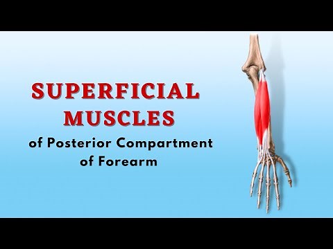 Superficial Muscles of Posterior Compartment of Forearm | Anatomy Tutorial | Doctor Speaks