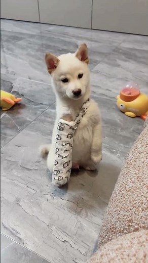 Shiba Inu follows command while balancing on hind legs in Tianjin, China