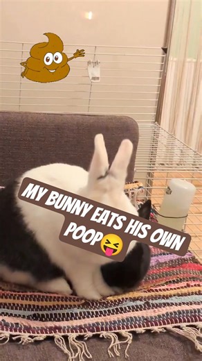 bunny and his poop! #cute #animals