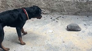 POV: The protector you chose for your house needs protection