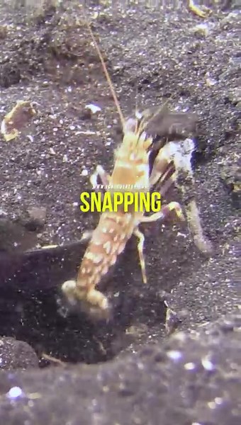 Discover the Amazing Snapping Shrimp