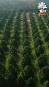 2.3M views · 10K reactions | #ตัดทุเรียน น้ำหนักดี ขนาดส่งออก ทรงสวย...