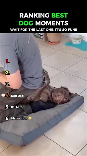 Dogs Getting Nails Trimmed: Dogs Being Idiots Part 229 😂😂
