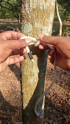 Simple Rope Knot on a Tree. #shorts #TreeKnot #diy #knotting #camping