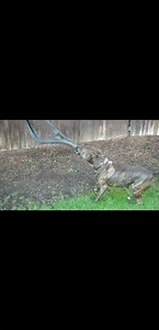 sony alpha a55 video