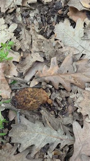 Waldpilze sind wieder aufgetaucht