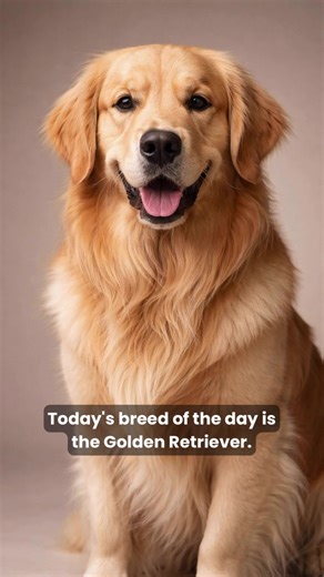 Everyone’s best friend. 🐾 Golden Retriever energy. #BreedOfTheDay #goldenretrievers #dogboarding #doggydaycare #fyp