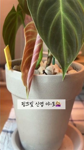 초보 식집사의 식물 순찰 일지|필로덴드론 베멜하/ 베고니아 베노사/ 페페로미아 메탈리