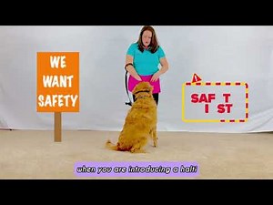 How to Use a Halti Head Collar Safely | Leash Position & Safety Tips
